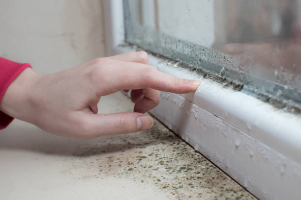 North Haverhill, NH Mold Removal Company